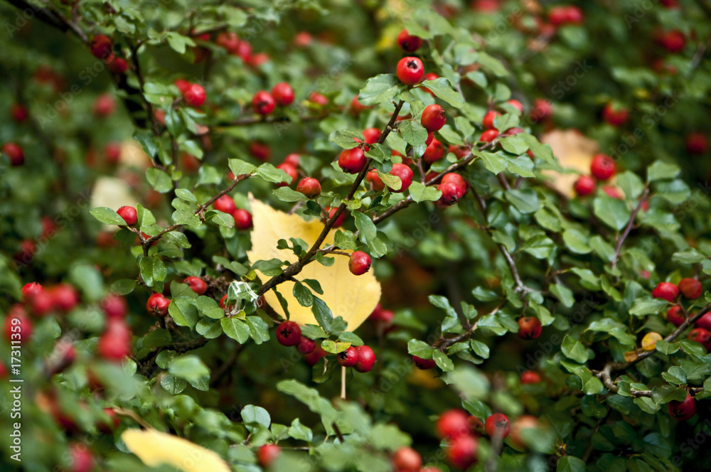 Cotoneaster im Herbst
