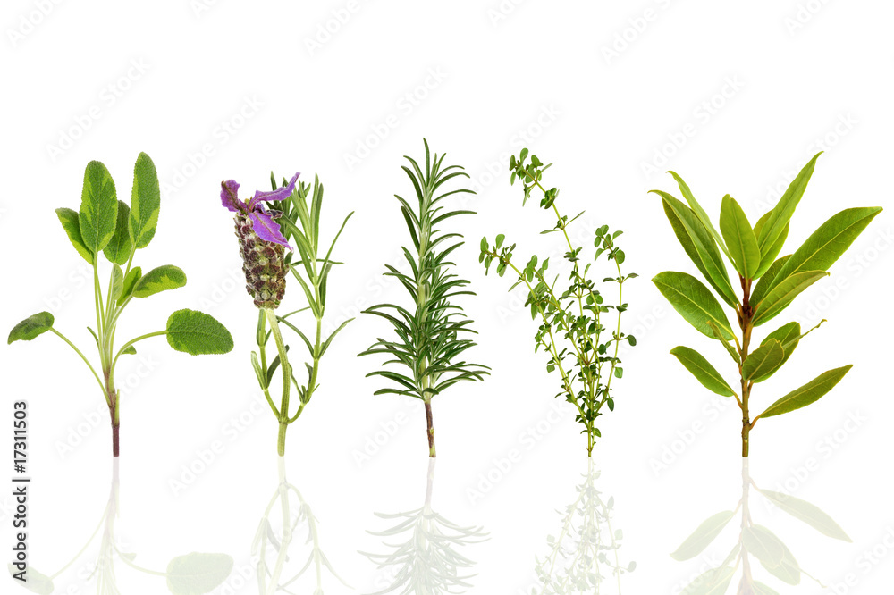 Fototapeta premium Herb Leaf Selection