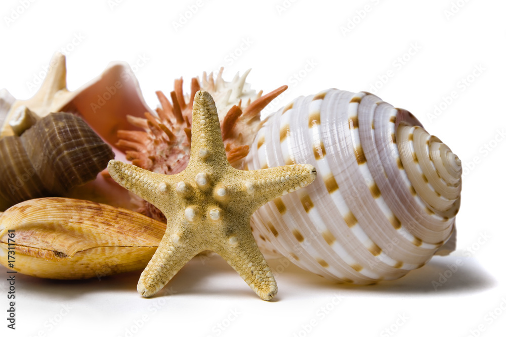 Fotografie Conchas Marinas