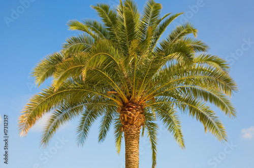 Beautiful palm tree over the blue sky