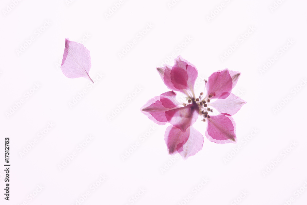 Obraz premium 小花の押し花