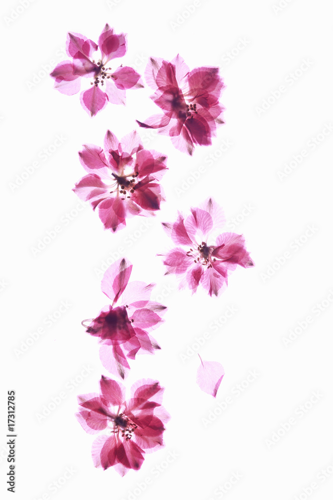 小花の押し花 小花の押し花