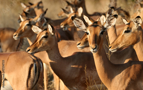 Cuadro en lienzo Group of impala females