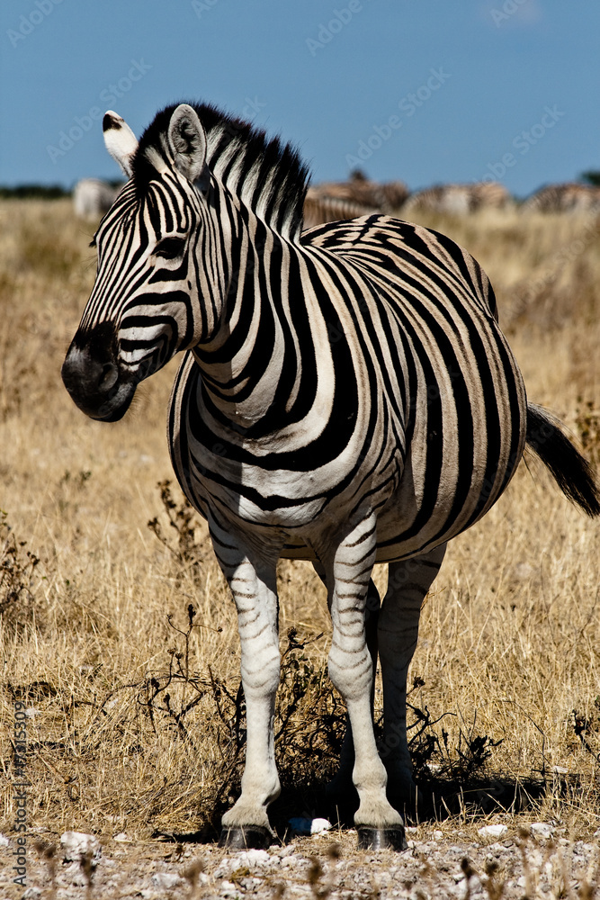 Obraz premium Zebra frontal