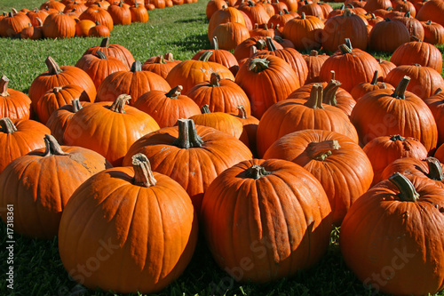 Pumpkin patch