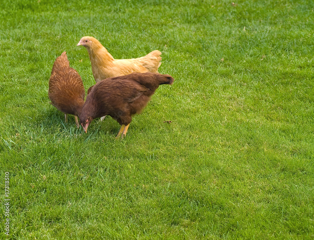 Fototapeta premium Free Range Chickens