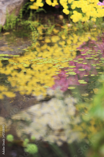 Fototapeta Naklejka Na Ścianę i Meble -  水面に映る菊