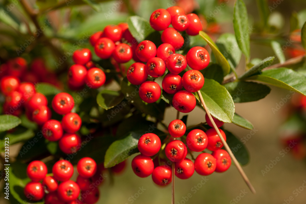 Vogelbeeren Vogelbeeren
