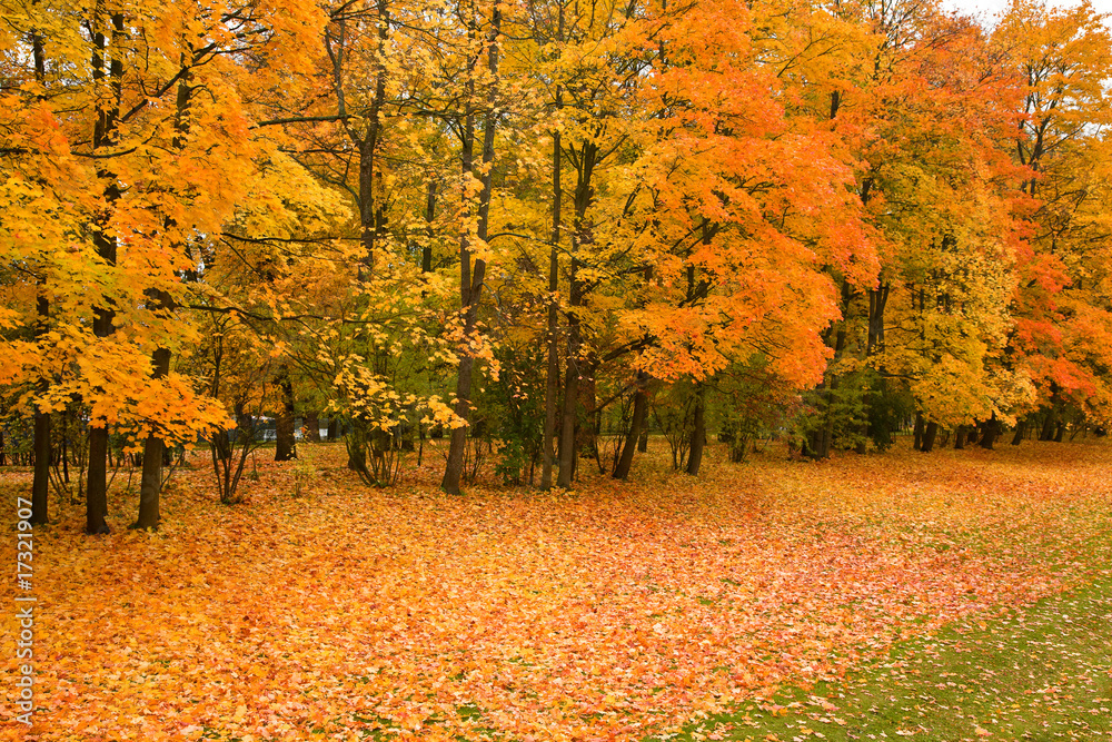 golden maple trees in the park golden maple trees in the park
