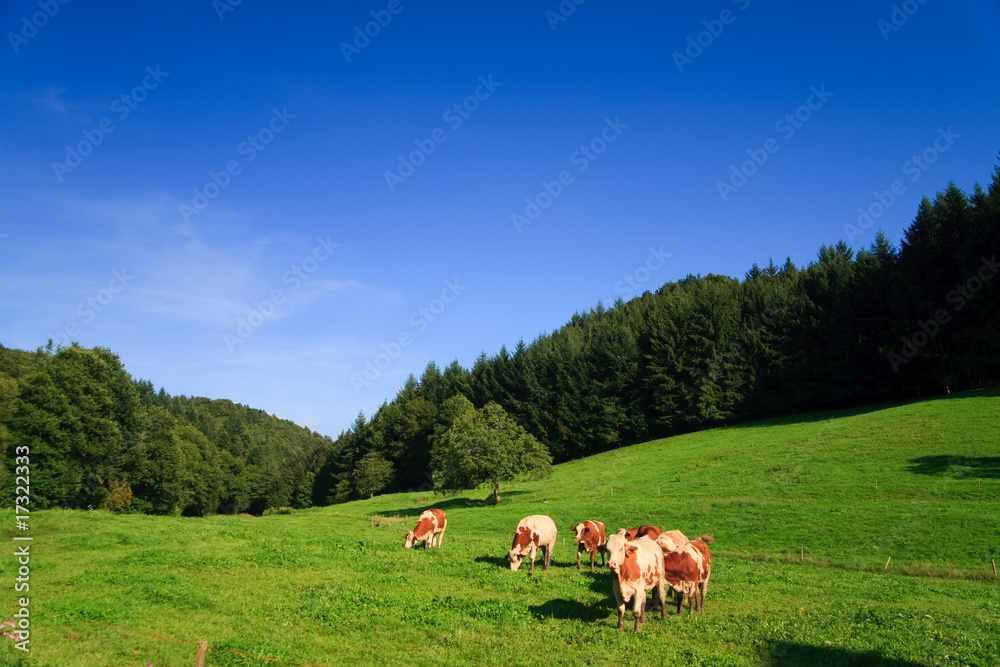 Fototapeta premium cows on a green field on a suny day with blue sky