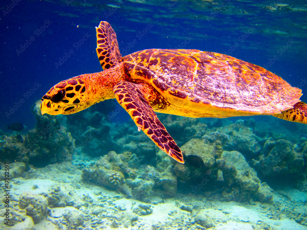 Fototapeta premium Hawksbill Turtle swiming like flying
