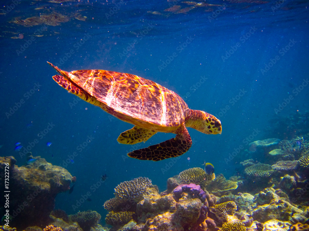 Obraz premium Hawksbill Turtle swiming like flying