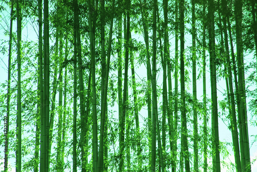 竹林 竹林