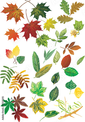 fall foliage set