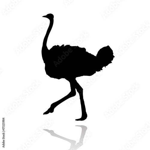 vector ostrich silhouette