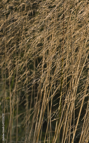 Dried grass with limited focus