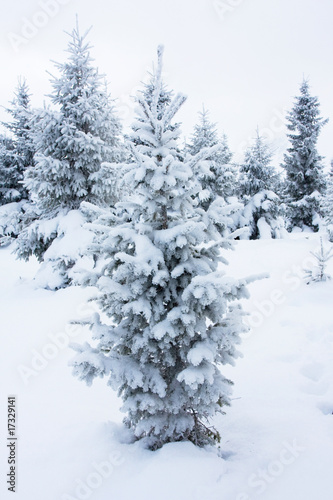 Wallpaper Mural Winter tree Torontodigital.ca