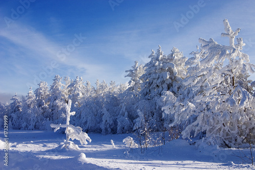 Evergreen fur trees and pin...