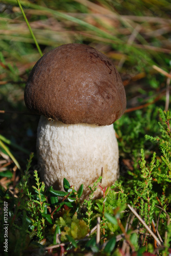 Canvas Print young birch boletus standing on heather ground