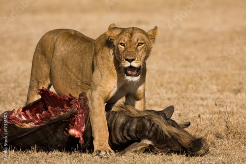 Löwe mit Beute 1 photo