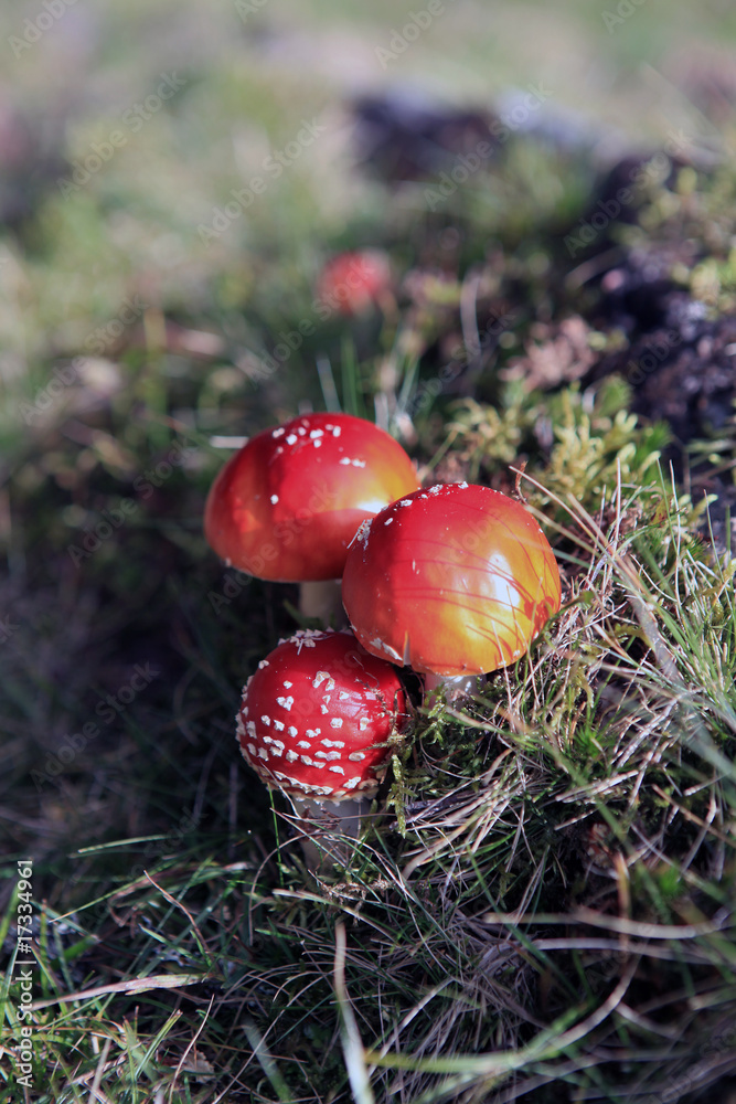 young fly agaricas - junge Fliegenpilze young fly agaricas - junge Fliegenpilze