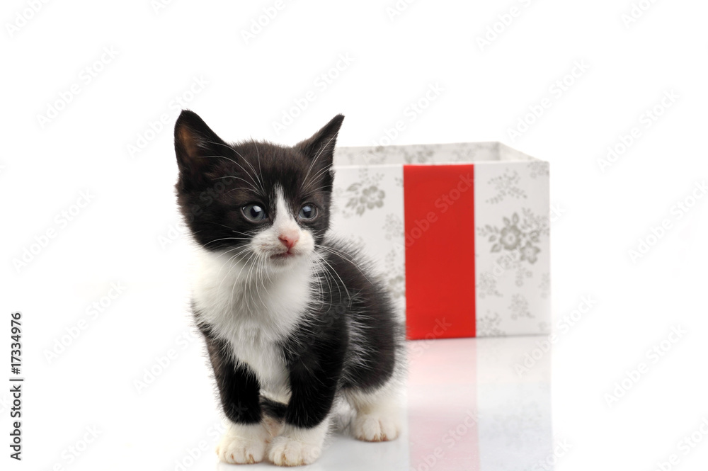 small cute kitten with gift box