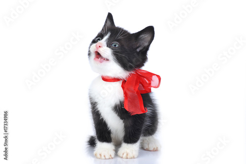 beautiful small kitten with red ribbon