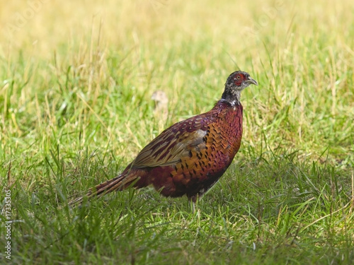 young pheasant