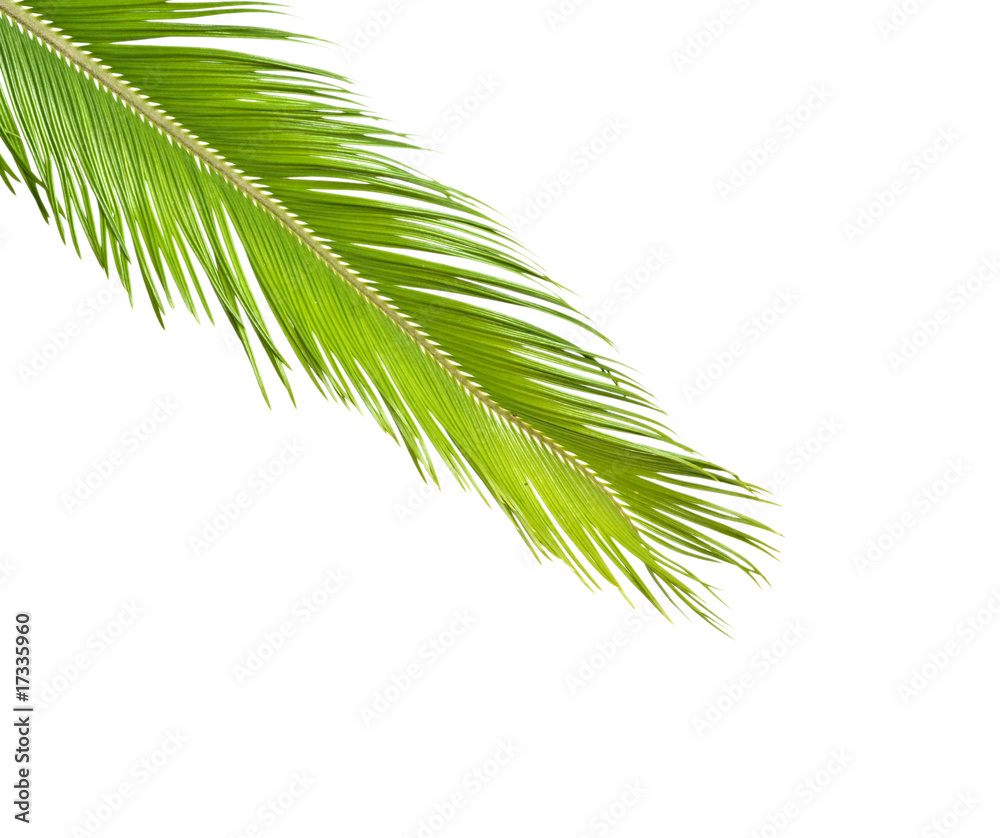 Obraz premium Palm leaf isolated on white background