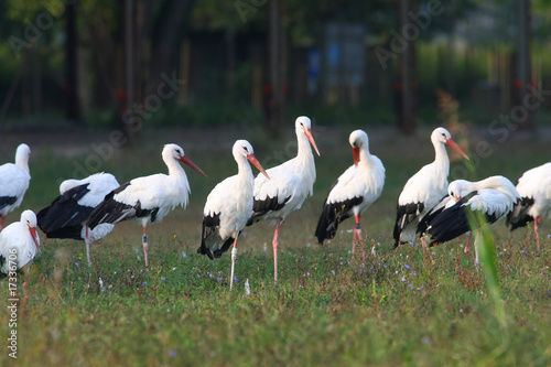 Ciconia ciconia - White Stork (2)