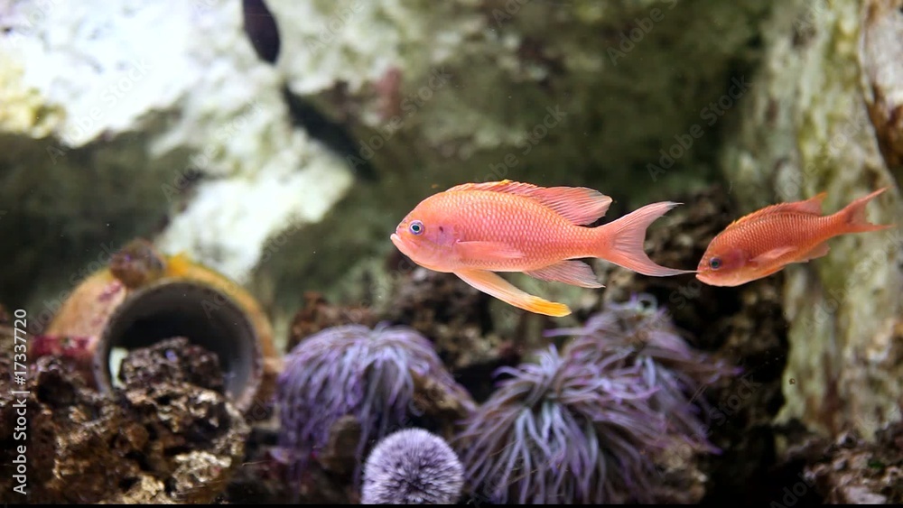 couple de poisson tropicaux
