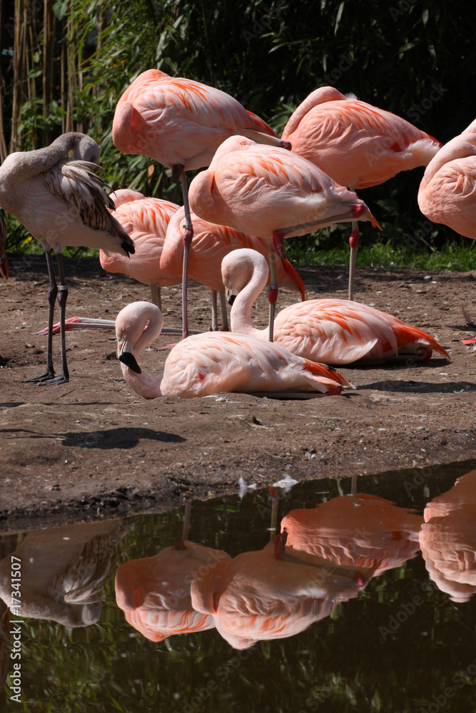 Obraz premium Flamingos