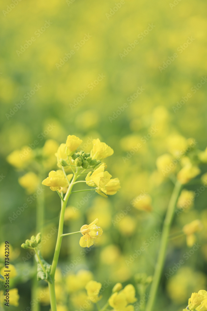 菜の花