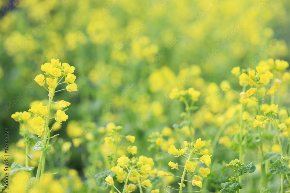 菜の花