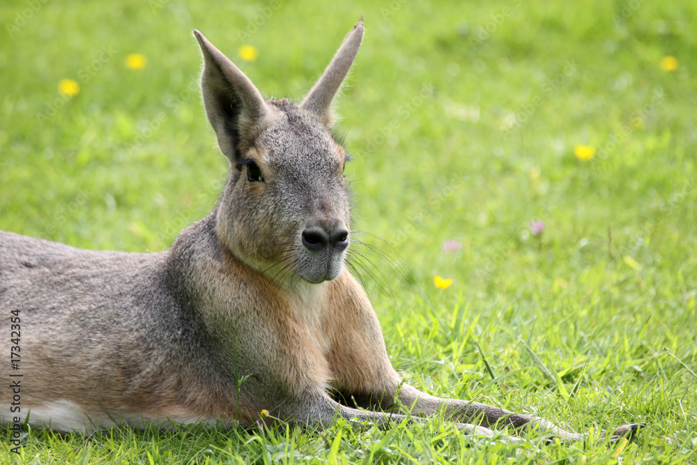 Fototapeta premium Mara oder Pampashase