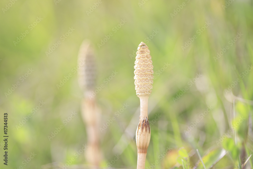 ツクシ