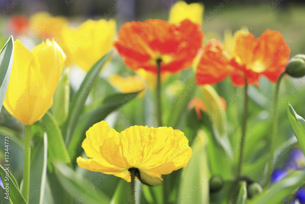 Fototapeta premium チューリップとポピー