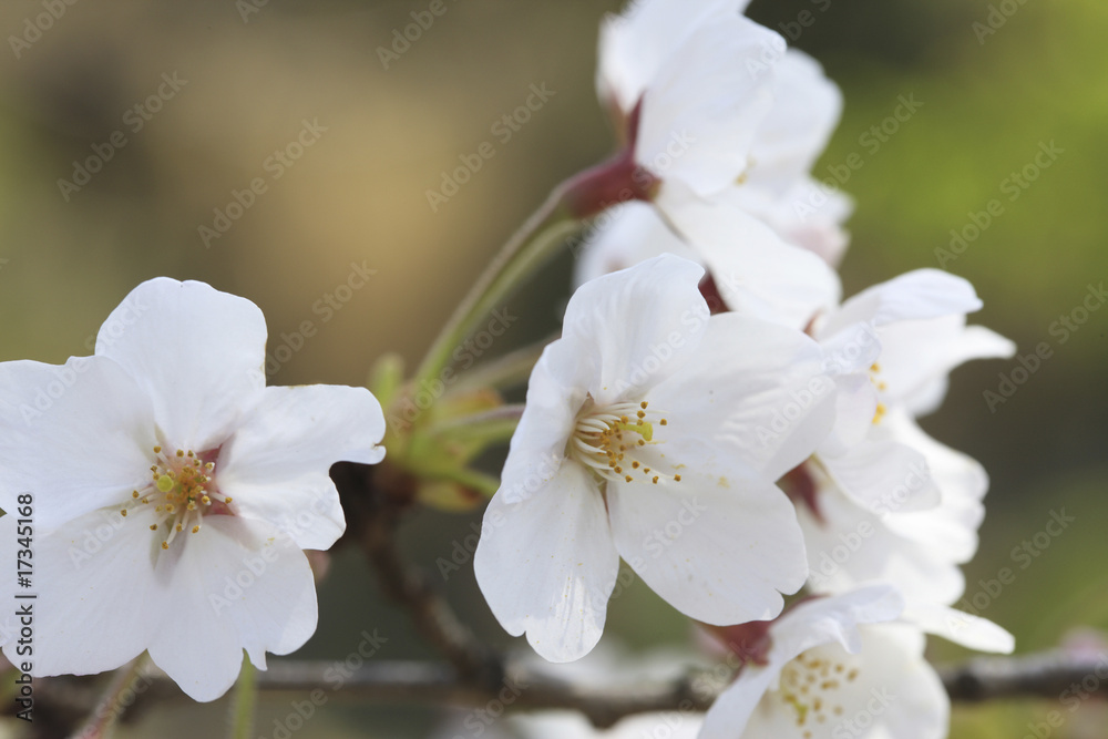 Fototapeta premium 桜