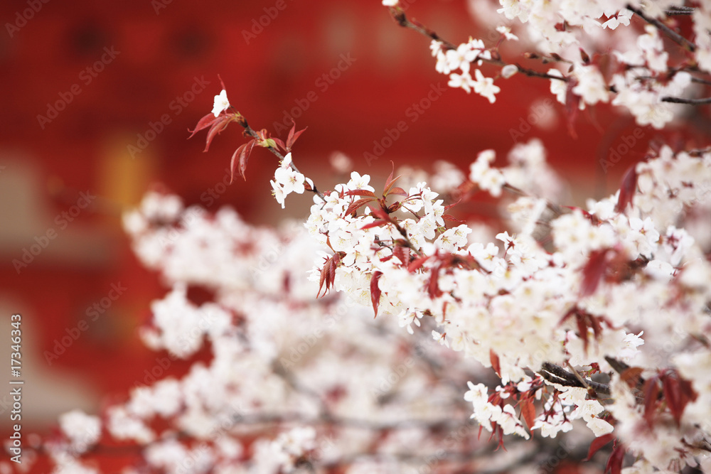Fototapeta premium 平安神宮と桜