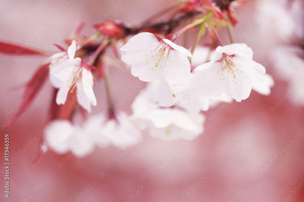 平安神宮と桜