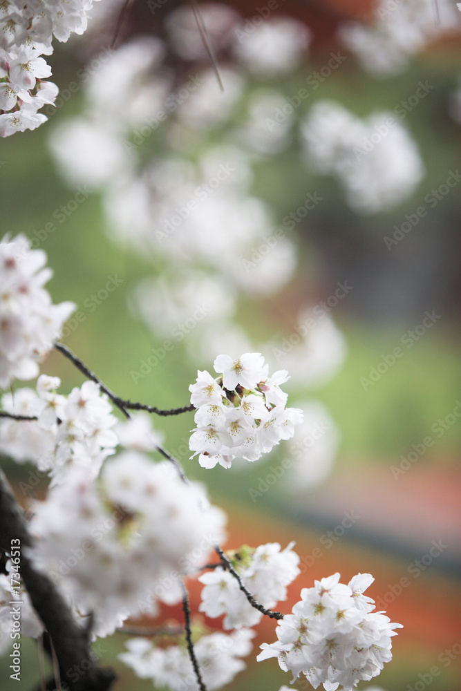 桜 桜