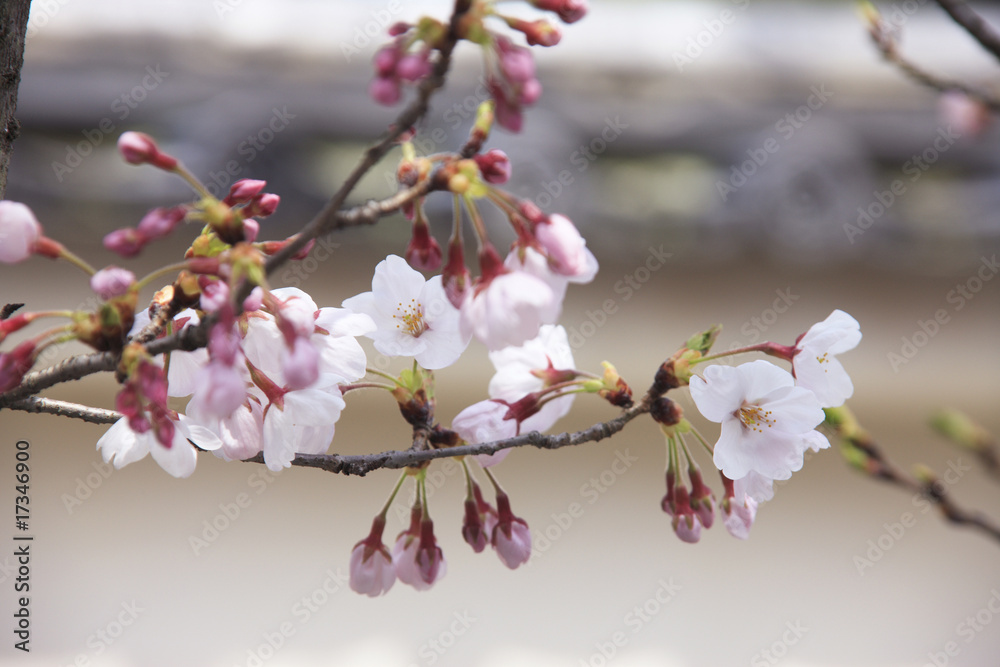 桜と土塀 桜と土塀