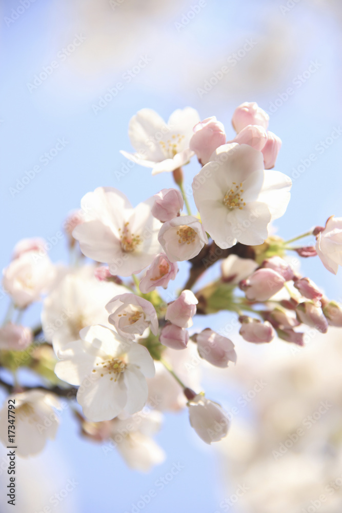 Obraz premium 桜クローズアップ