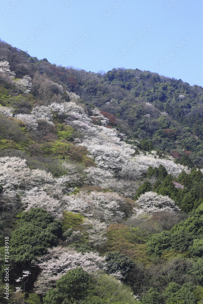 春の嵐山 春の嵐山