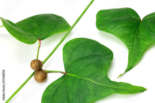 mukago and leaf