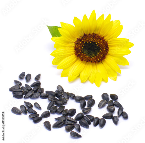 seeds and  sunflower