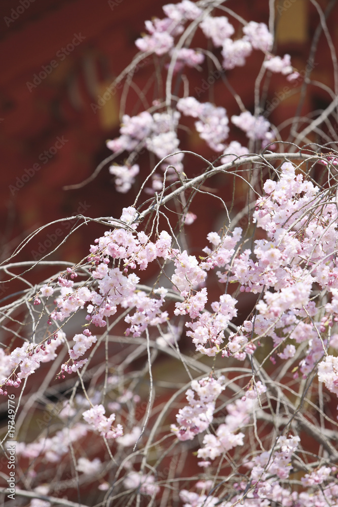 Naklejka premium 二和寺と桜