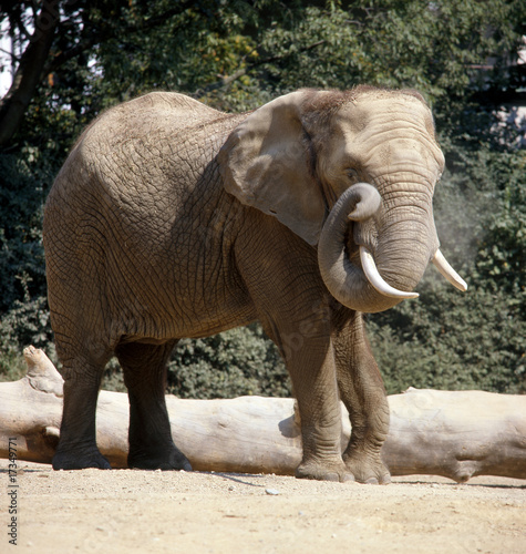 Elefant_112671