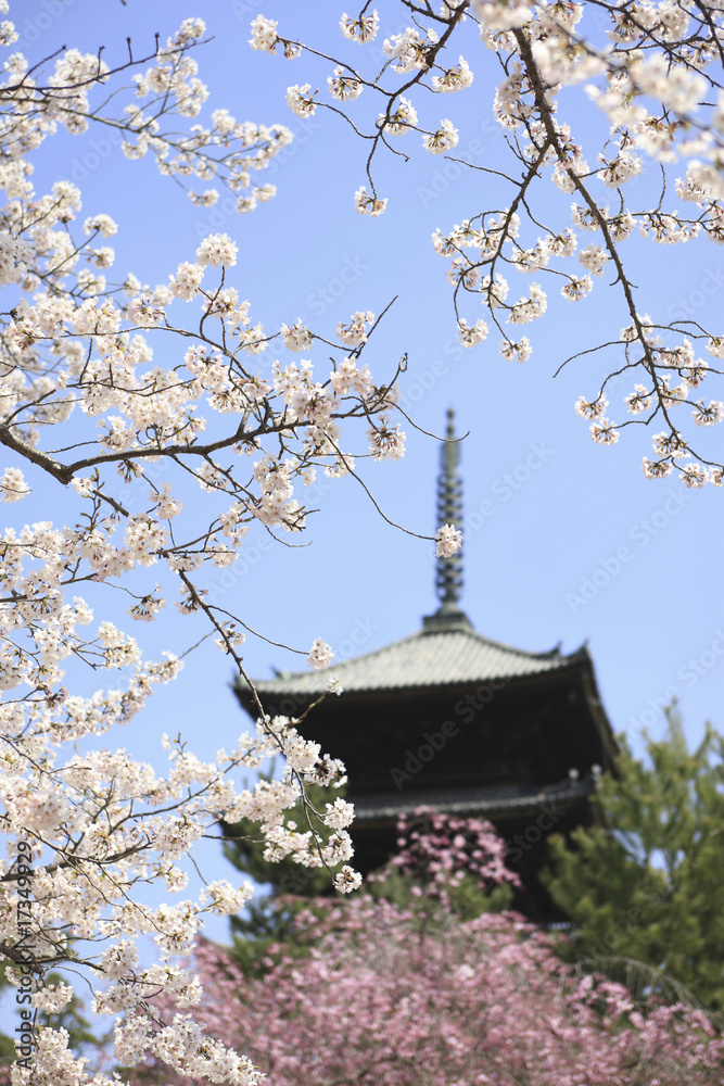 Fototapeta premium 二和寺と桜