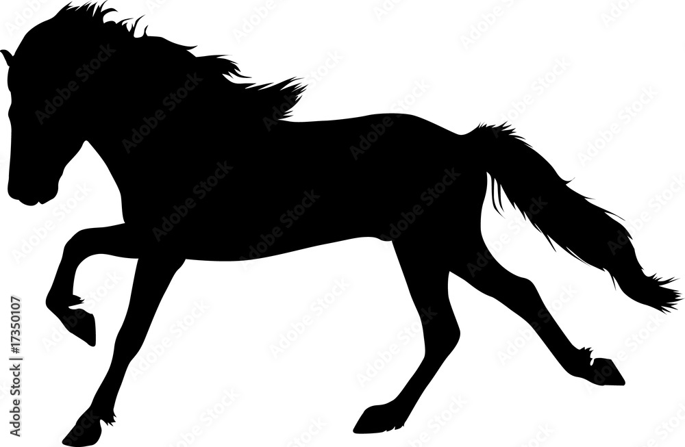 Obraz Gallop - Icelandic Horse